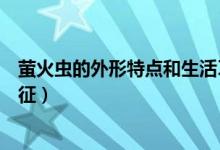 螢火蟲的外形特點(diǎn)和生活習(xí)性（螢火蟲的外形特點(diǎn)和生活特征）