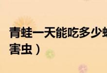 青蛙一天能吃多少蚊子（青蛙一天能吃多少只害蟲(chóng)）