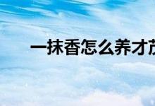 一抹香怎么養(yǎng)才茂盛（一抹香怎么養(yǎng)）