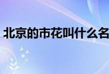 北京的市花叫什么名字（北京的市花是什么）