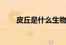 皮丘是什么生物（皮丘是什么動物）