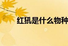 紅犼是什么物種（紅犼是什么動(dòng)物）