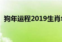 狗年運(yùn)程2019生肖年運(yùn)（分析的太透徹了）