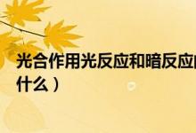 光合作用光反應(yīng)和暗反應(yīng)的區(qū)別（光合作用的反應(yīng)和過程是什么）