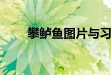 攀鱸魚(yú)圖片與習(xí)性（攀鱸魚(yú)的特點(diǎn)）