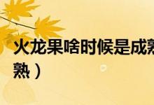 火龍果啥時(shí)候是成熟季節(jié)（火龍果什么季節(jié)成熟）