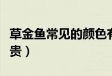 草金魚常見的顏色有哪些（草金魚什么顏色最貴）