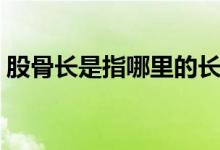 股骨長是指哪里的長度（股骨的長度是多少）