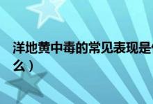 洋地黃中毒的常見(jiàn)表現(xiàn)是什么（洋地黃中毒的常見(jiàn)表現(xiàn)是什么）