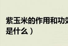 紫玉米的作用和功效（紫玉米的功效與作用點是什么）