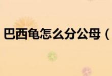 巴西龜怎么分公母（判斷巴西龜性別的方法）