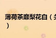 薄荷茶靡梨花白（關(guān)于薄荷茶靡梨花白的介紹）