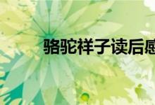 駱駝祥子讀后感1000（范文展示）