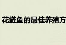 花鰱魚的最佳養(yǎng)殖方法（花鰱魚的養(yǎng)殖方法）