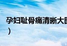 孕婦恥骨痛清晰大圖（孕婦恥骨痛是什么原因）