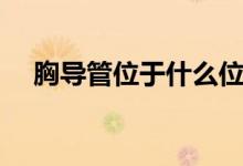 胸導(dǎo)管位于什么位置（胸導(dǎo)管什么意思）