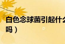 白色念球菌引起什么?。ò啄钋蚓腥臼切圆幔?class=