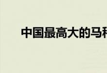 中國(guó)最高大的馬種（體型最大的馬種）