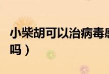 小柴胡可以治病毒感冒嗎（小柴胡可以治感冒嗎）