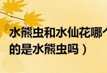 水熊蟲和水仙花哪個生命力更強（生命力最強的是水熊蟲嗎）