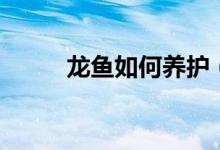 龍魚如何養(yǎng)護（龍魚養(yǎng)護的方法）