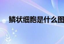 鱗狀細胞是什么圖片（鱗狀細胞是什么）