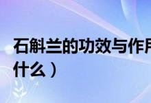 石斛蘭的功效與作用（石斛蘭的功效與作用是什么）