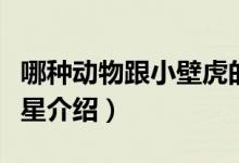 哪種動(dòng)物跟小壁虎的尾巴一樣有再生功能（海星介紹）