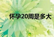 懷孕20周是多大（懷孕20周是幾個月）