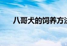 八哥犬的飼養(yǎng)方法（養(yǎng)八哥犬的方法）