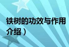 鐵樹的功效與作用（關(guān)于鐵樹的功效與作用的介紹）