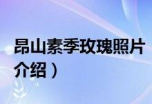 昂山素季玫瑰照片（關(guān)于昂山素季玫瑰照片的介紹）
