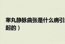睪丸靜脈曲張是什么病引起的?。úG丸靜脈曲張是什么病引起的）