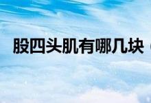 股四頭肌有哪幾塊（股四頭肌有哪四個頭）