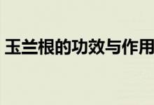 玉蘭根的功效與作用（玉蘭根的功效與作用）