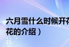 六月雪什么時候開花（關于六月雪什么時候開花的介紹）