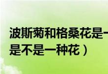波斯菊和格?；ㄊ且环N花嗎（波斯菊和格?；ㄊ遣皇且环N花）