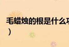 毛蠟燭的根是什么功效（毛蠟燭的功效與作用）