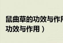 鼠曲草的功效與作用孕婦可以吃嗎（鼠曲草的功效與作用）