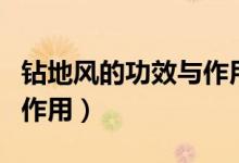 鉆地風的功效與作用及別名（追地風的功效與作用）