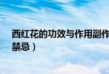 西紅花的功效與作用副作用及禁忌（西紅花的功效與作用、禁忌）