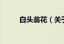 白頭翁花（關(guān)于白頭翁花的介紹）