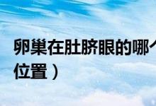 卵巢在肚臍眼的哪個位置（卵巢在肚臍眼什么位置）