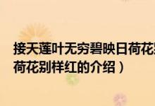 接天蓮葉無窮碧映日荷花別樣紅（關(guān)于接天蓮葉無窮碧映日荷花別樣紅的介紹）