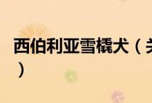 西伯利亞雪橇犬（關(guān)于西伯利亞雪橇犬的介紹）