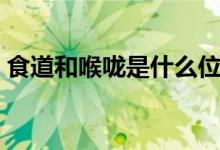 食道和喉嚨是什么位置（食道和喉嚨的位置）