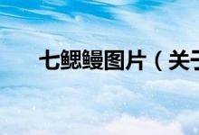 七鰓鰻圖片（關于七鰓鰻圖片的介紹）