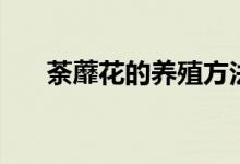 荼蘼花的養(yǎng)殖方法介紹（荼蘼怎么養(yǎng)）