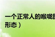 一個正常人的喉嚨圖片（一個正常人的喉嚨的形態(tài)）