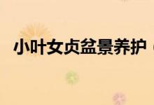 小葉女貞盆景養(yǎng)護(hù)（小葉女貞盆景怎么養(yǎng)）